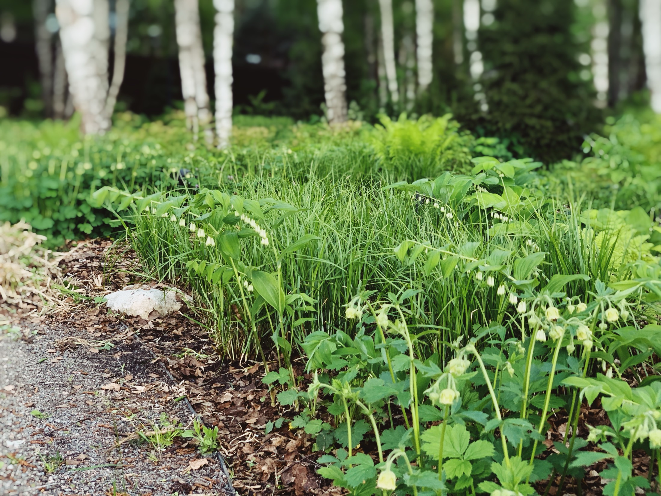Naturalistic understorey planting between birches