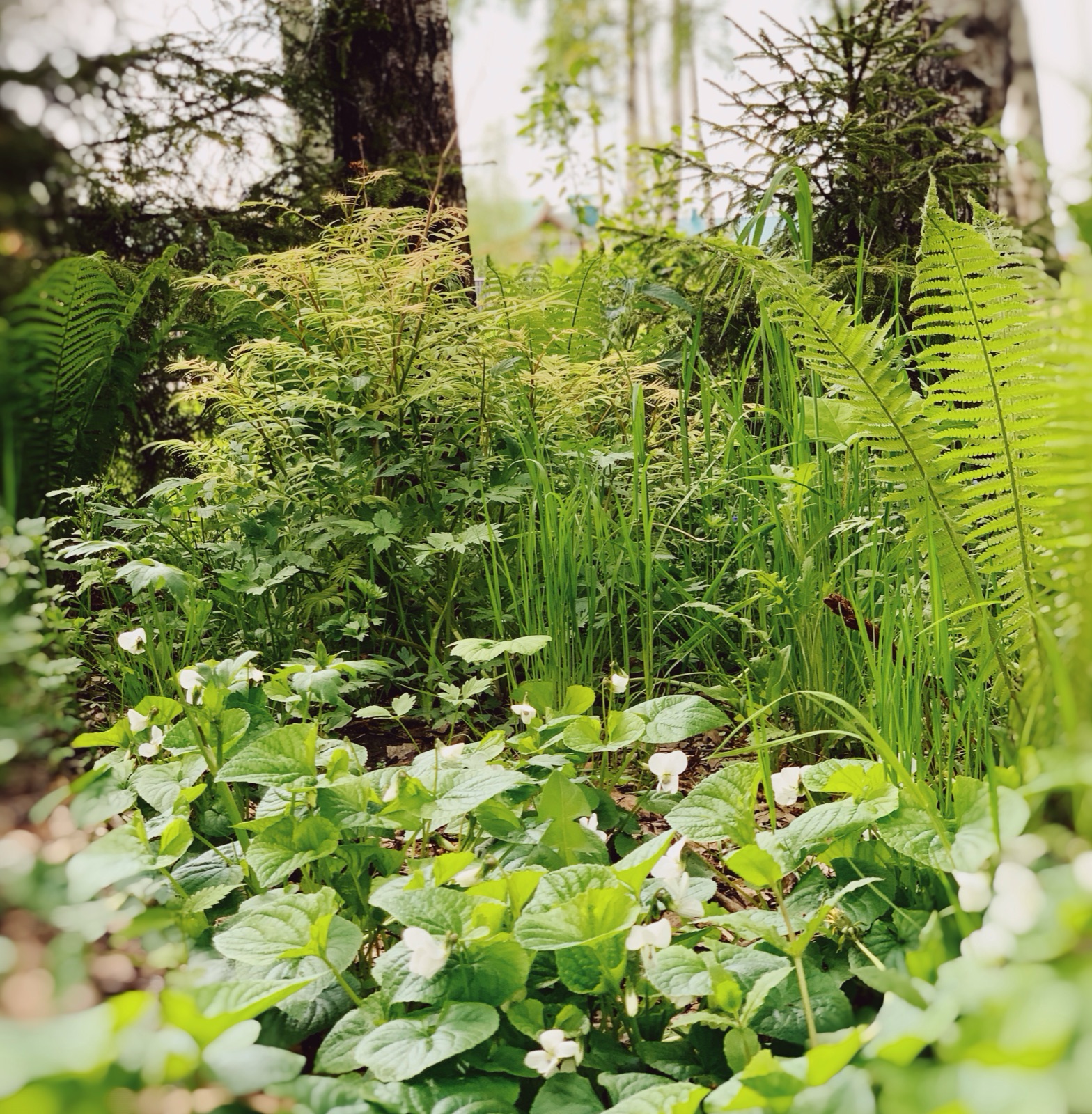 Birch woodland with restored understorey planting